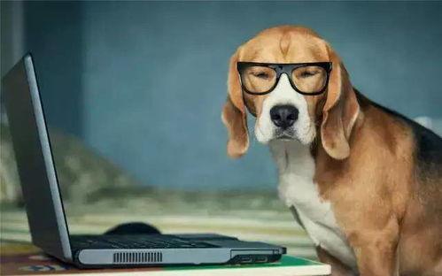 网红吃瓜狗子图片高清大图,高清大图带你领略萌宠魅力 第3张 网红吃瓜狗子图片高清大图,高清大图带你领略萌宠魅力 第3张